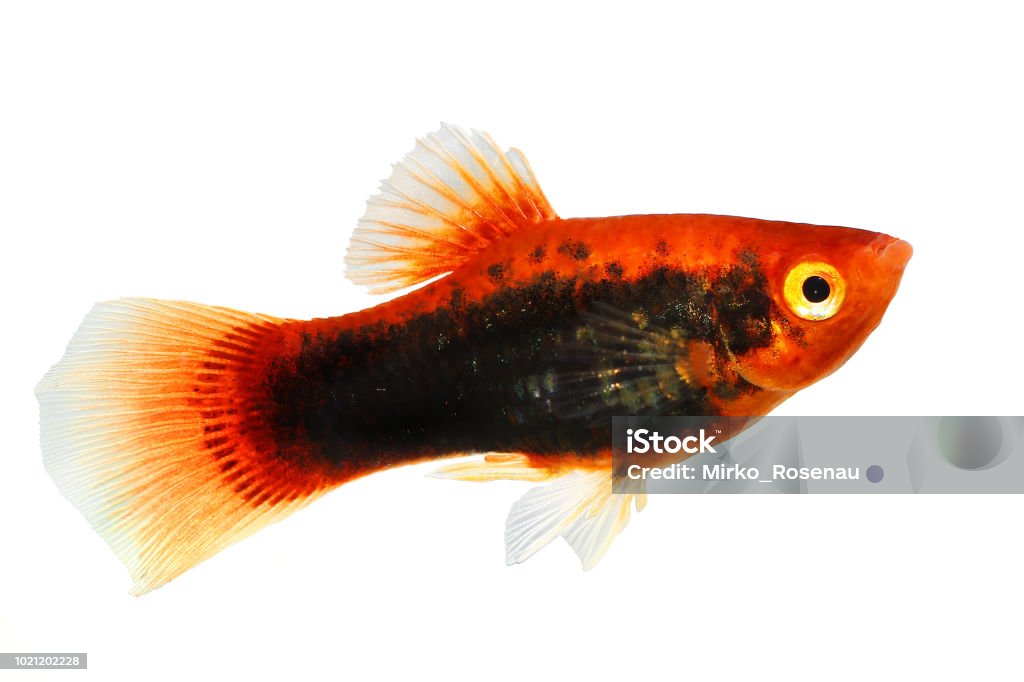 Red variatus Platy platy male Xiphophorus maculatus tropical aquarium fish Animal Stock Photo