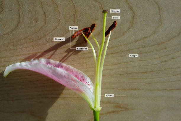 Parts of a Flower Parts of a Flower dissected flower stock pictures, royalty-free photos & images