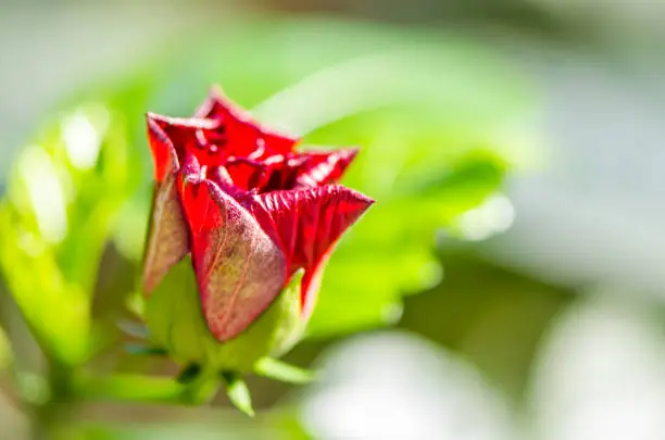 Photo of Nice Rose bud