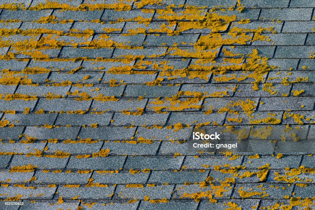 Moss on wooden singles of roof Moss on roof wooden shingles Algae Stock Photo