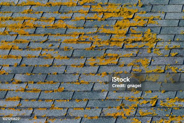 Moss On Wooden Singles Of Roof Stock Photo - Download Image Now - Algae, Rooftop, Shingles