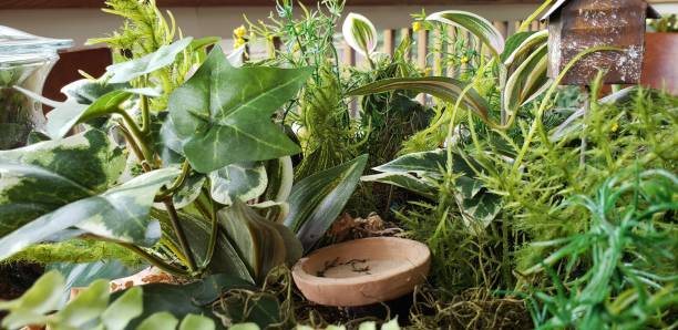 istock Walking In My Fairy Garden 1021211576
