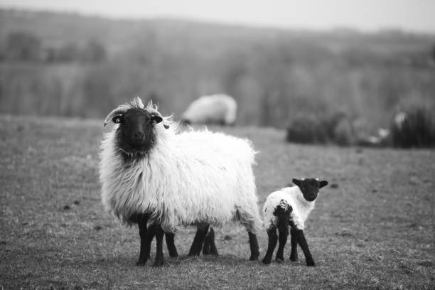 istock Mother and baby sheep 1021212074