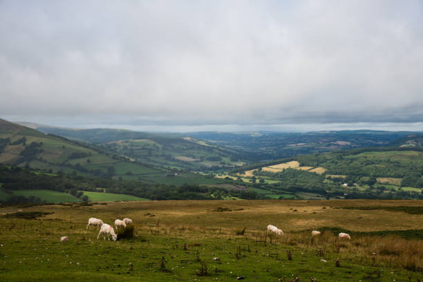 istock Sheep and Lambs at the Welsh Countryside 1021214564