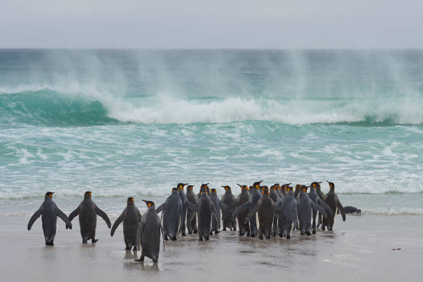 istock King Penguins heading to sea 1021214588