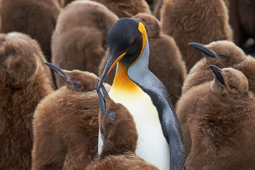 The king penguin is the second largest species of penguin, smaller, but somewhat similar in appearance to the emperor penguin.