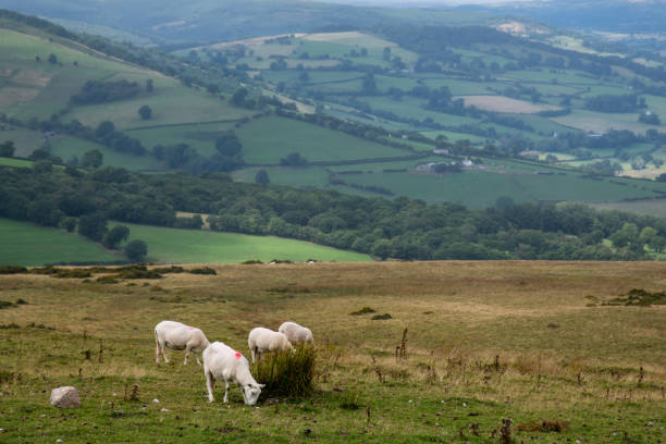 istock Sheep and Lambs at the Welsh Countryside 1021214690