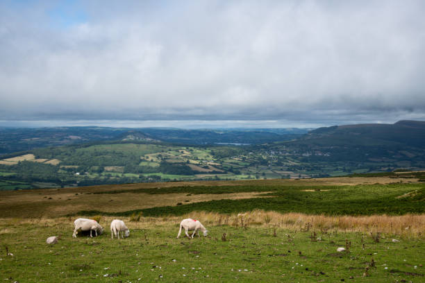 istock Sheep and Lambs at the Welsh Countryside 1021214804