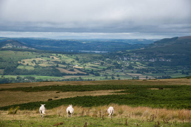 istock Sheep and Lambs at the Welsh Countryside 1021214994