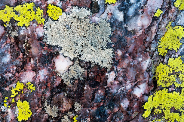 istock Close up of a rock and lichen 1021218132