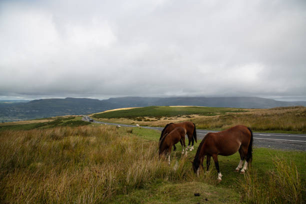 Wild horses grazing on the Welsh Countryside in Brecon Beacons, Wales