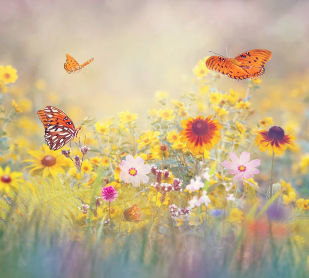 istock Butterflies in a meadow 1021221494