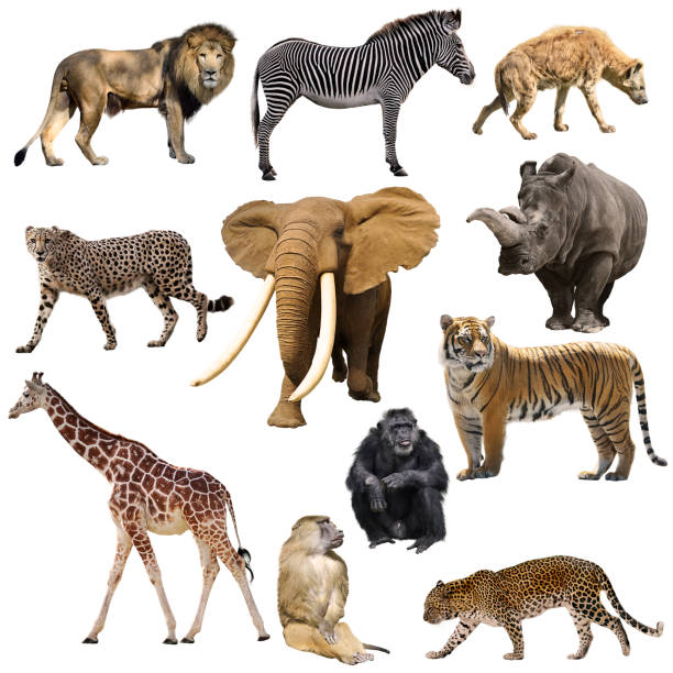 African animals set African animals set isolated on white background giraffe photos stock pictures, royalty-free photos & images