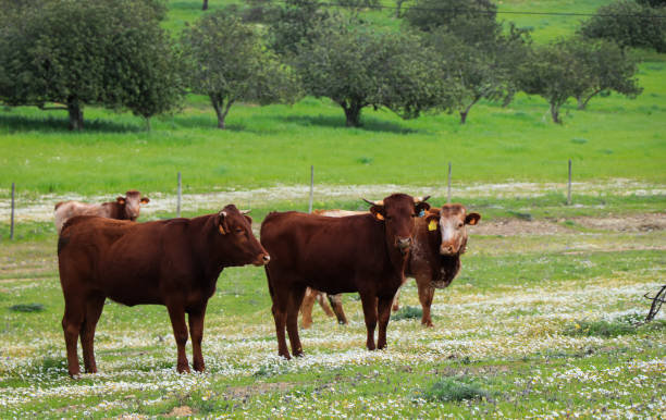 istock Flock of cows graze in a green field 1021224360