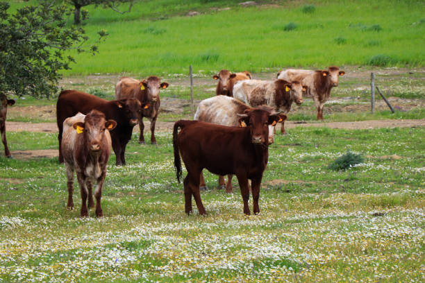 istock Flock of cows graze in a green field 1021224362