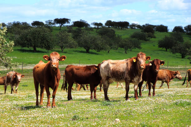 istock Flock of cows graze in a green field 1021224394
