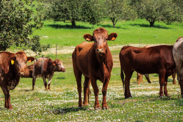 istock Flock of cows graze in a green field 1021225040