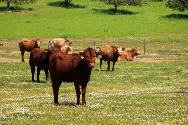 istock Flock of cows graze in a green field 1021225624