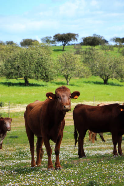 istock Flock of cows graze in a green field 1021226418