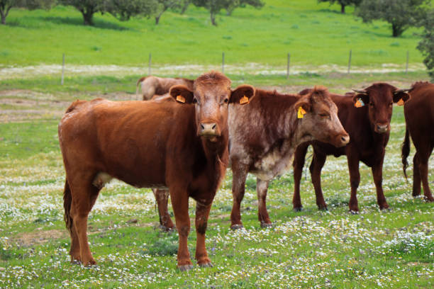 istock Flock of cows graze in a green field 1021226422