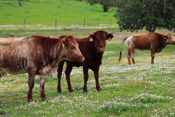 istock Flock of cows graze in a green field 1021226424