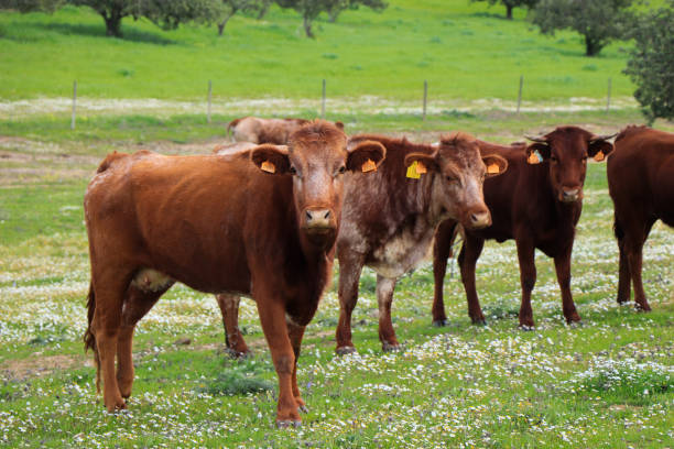 istock Flock of cows graze in a green field 1021226432