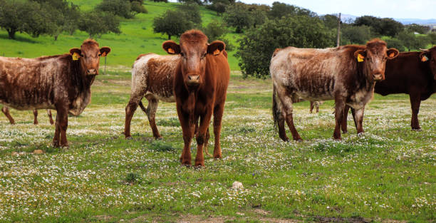 istock Flock of cows graze in a green field 1021226444