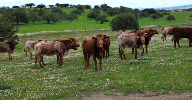 istock Flock of cows graze in a green field 1021226450