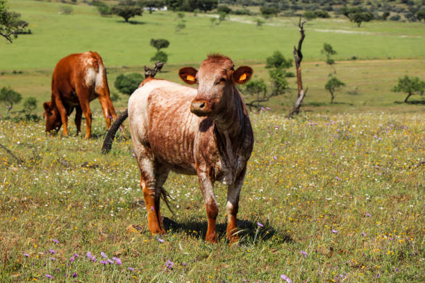 istock Flock of cows graze in a green field 1021228538