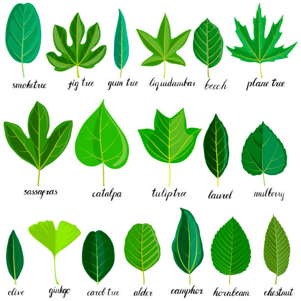 vector set of tree leaves vector green leaves of different trees isolated at white background, hand drawn illustration alder tree drawing stock illustrations