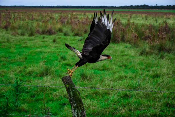 caracara at the precise moment of taking your flight without leaving your support in the wood caracara crested caracara stock pictures, royalty-free photos & images
