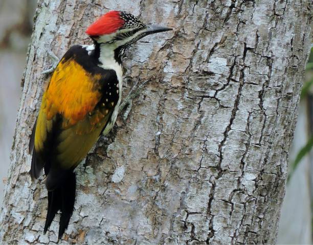 istock Golden-backed woodpecker 1021240392