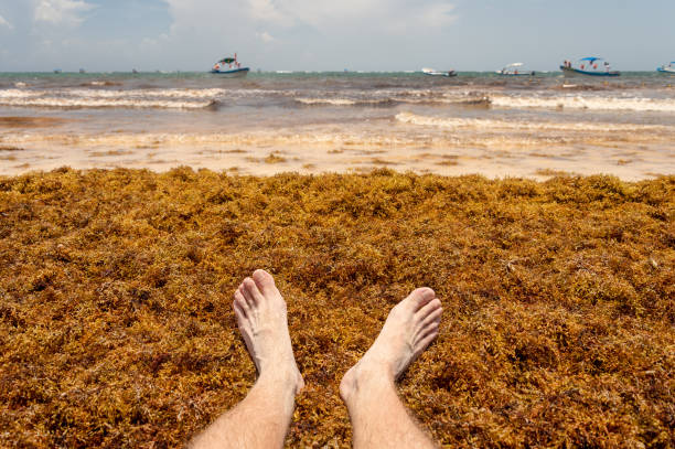 Feet on Sargassum seaweed at the beach, near Tulum, Mexico Feet on Sargassum seaweed at the beach, near Tulum, Mexico sargassum stock pictures, royalty-free photos & images