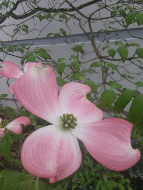 istock Pink Dogwood Blossom 1021271344