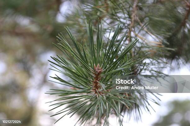 Closeup Of A Spar Tree At The Veluwe In The Netherlands Stock Photo - Download Image Now