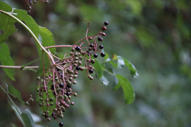 istock Black elderberries on a bush in a forest in Oldebroek, The Netherlands 1021272816