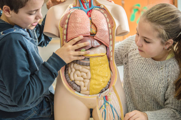 Schoolchildren Studying a Model of the Human Anatomy in Biology Class stock photo