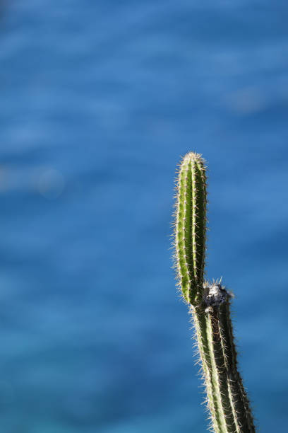 Cactus on Caribbean landscape
