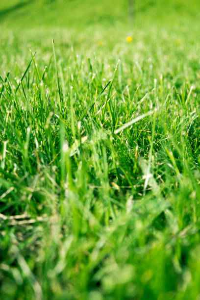 istock Natural bright grass background, not properly trimmed 1021293498