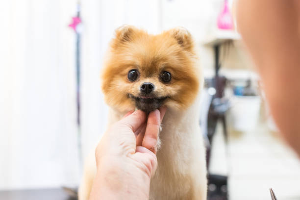 istock Pomeraninan pet groomer 1021296264