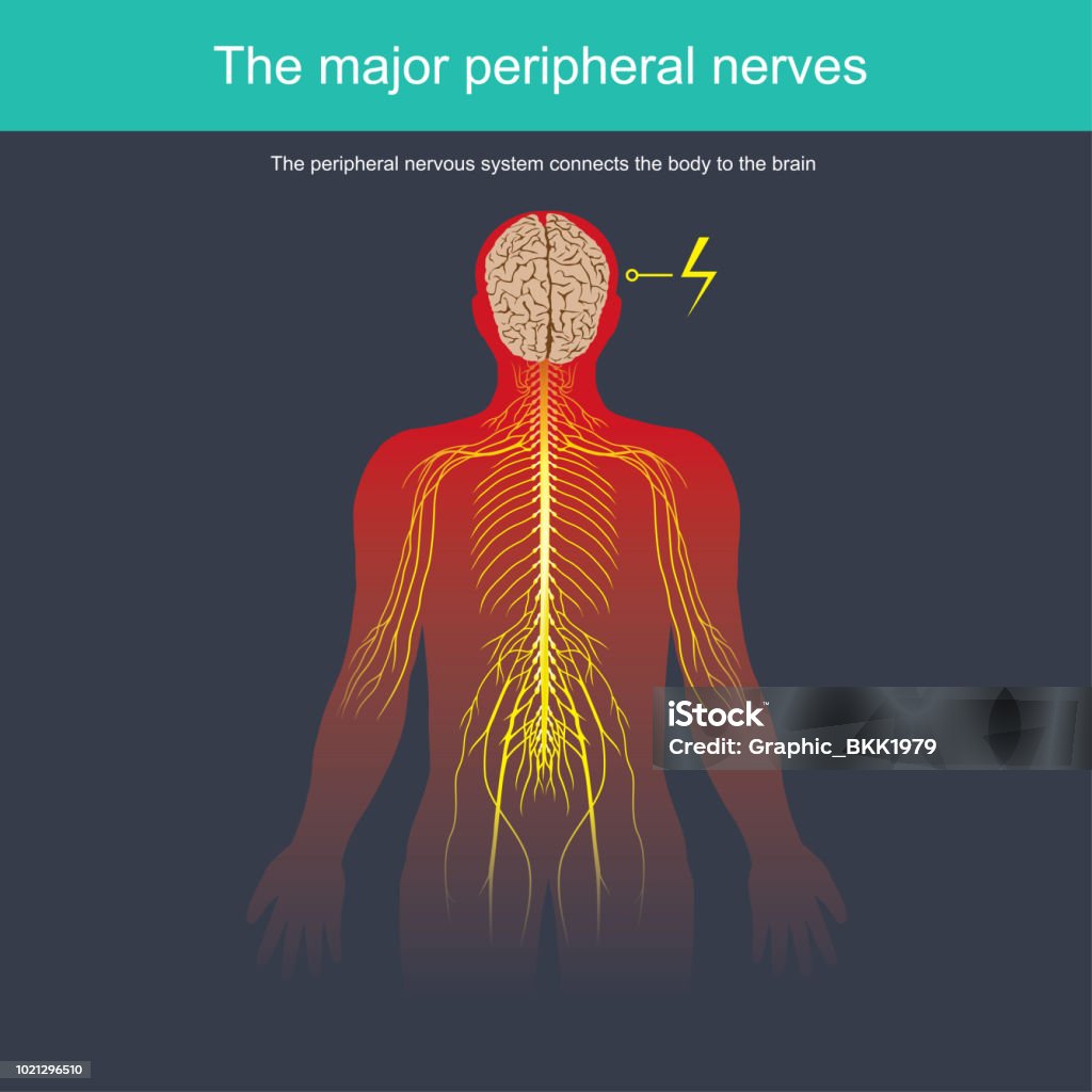Sistem saraf perifer menghubungkan tubuh ke otak - Bebas Royalti Sistem saraf manusia vektor stok