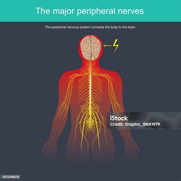 Sistem Saraf Perifer Menghubungkan Tubuh Ke Otak Ilustrasi Stok - Unduh Gambar Sekarang - Sistem saraf manusia, Punggung - Anggota tubuh, Tubuh manusia