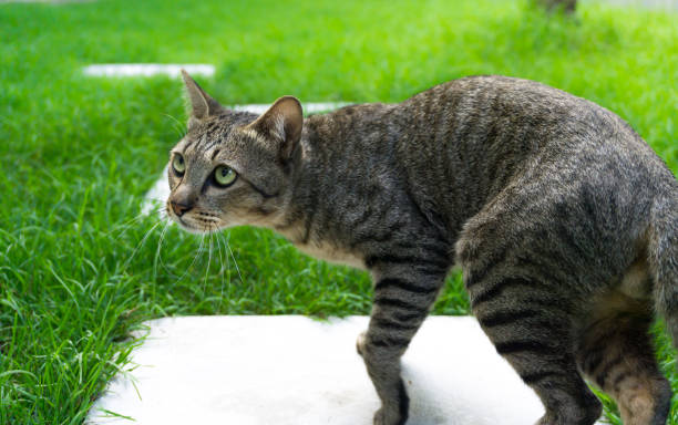 istock Beautiful cat with eyes looking on green grass,brown Cute cat 1021296520