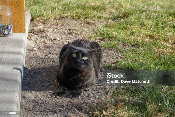 Black Cat On A Harness Outside Stock Photo - Download Image Now - Admiration, Animal, Animal Hair