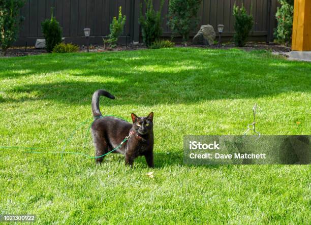 Black Cat On A Harness Outside Stock Photo - Download Image Now - Admiration, Animal, Animal Hair