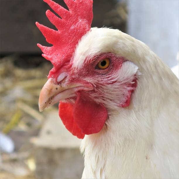 istock A chicken in a farm yard 1021300946
