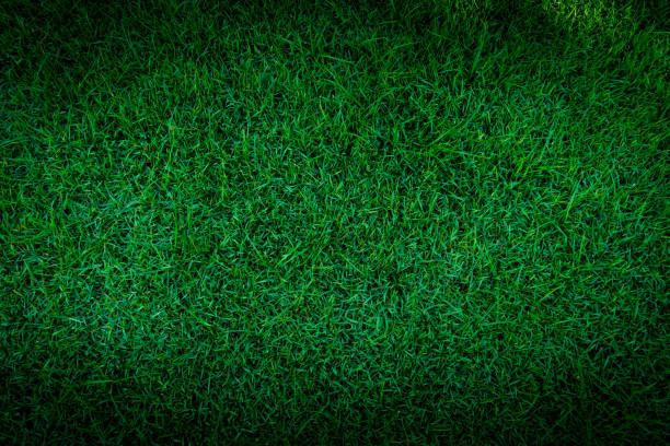 istock Football field green grass pattern texture background 1021300972