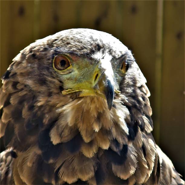 istock Golden Eagle, United Kingdom 1021300986