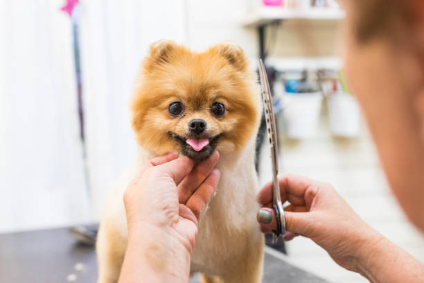 pomeraninan pet groomer - standing puppy cute animal imagens e fotografias de stock