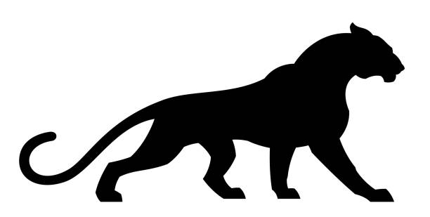 Black cougar Black cougar on a white background panthers stock illustrations